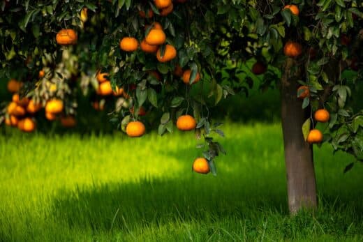À épingler : Des agrumes qui bravent le froid ? Ces variétés robustes à planter en hiver !