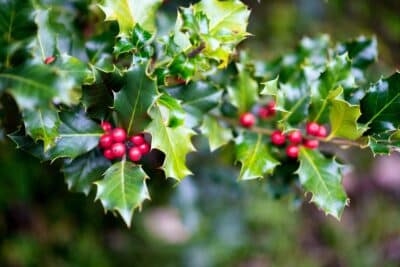 Les variétés qui vont embellir votre jardin !