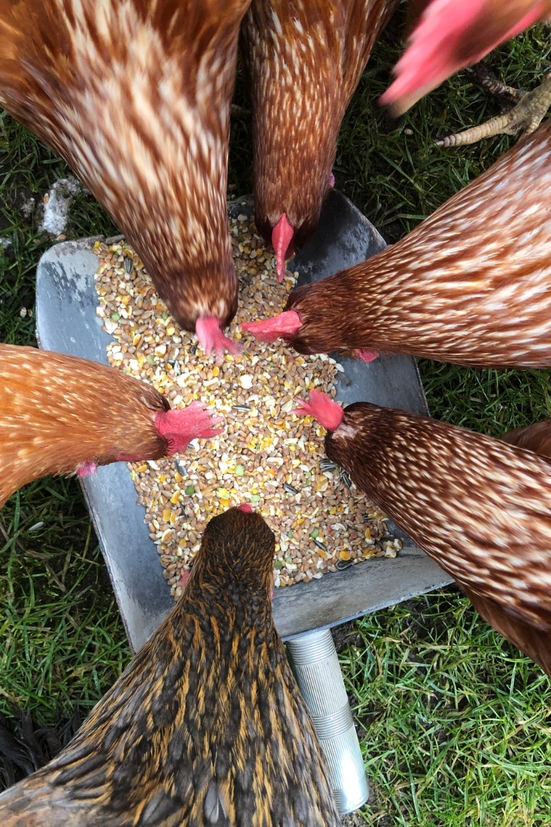 des poules qui mangent