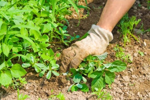 À épingler : Désherber en hiver ? Techniques et produits infaillibles pour vaincre les mauvaises herbes !