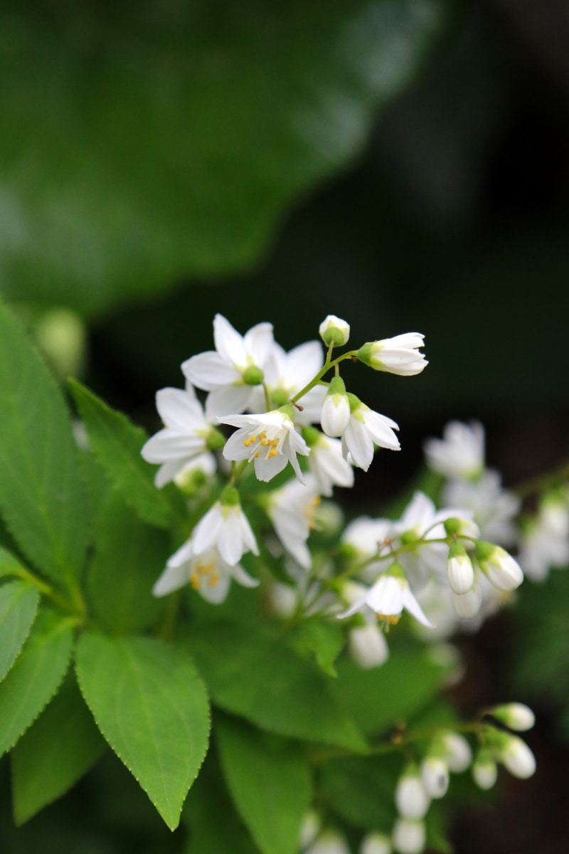 Deutzia gracilis