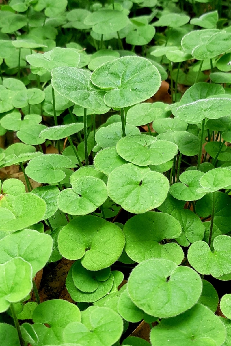 Dichondra rampant