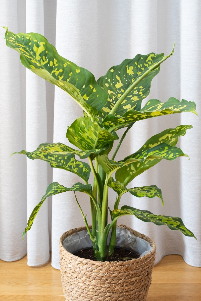 Dieffenbachia