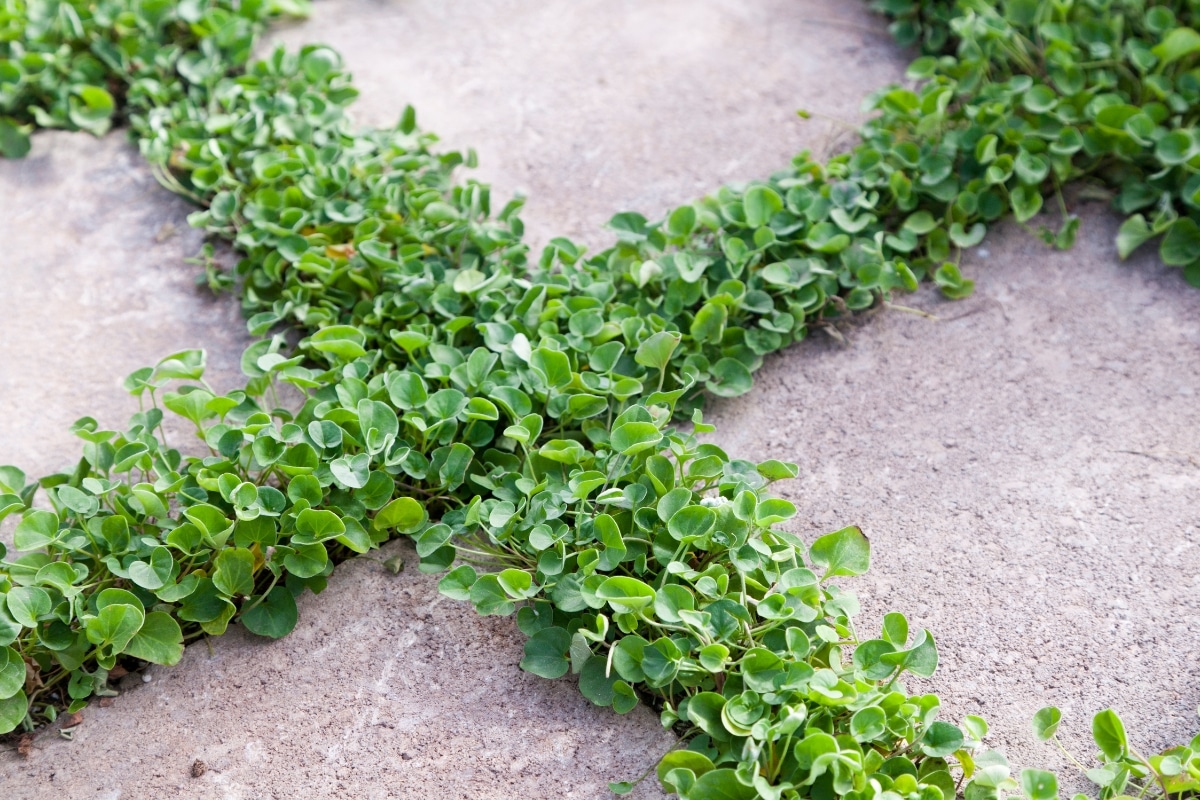 Dites adieu au gazon ! Optez pour une de ces plantes couvre-sol à la place !