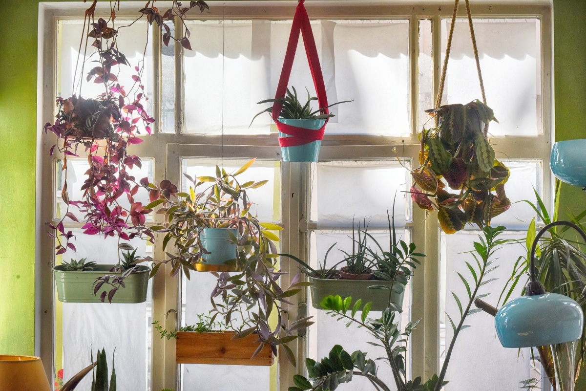 Égayez votre maison en hiver avec ces plantes d'intérieures colorées !