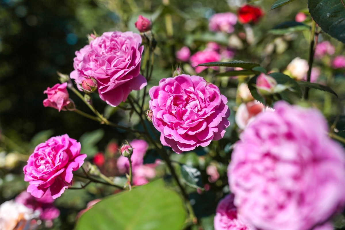 Guide des variétés de rosiers buisson