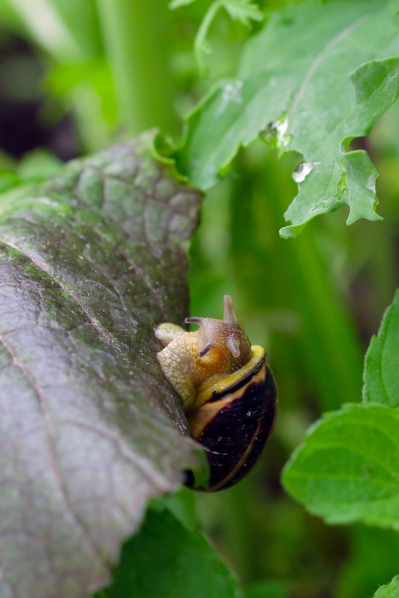 Escargot au potager