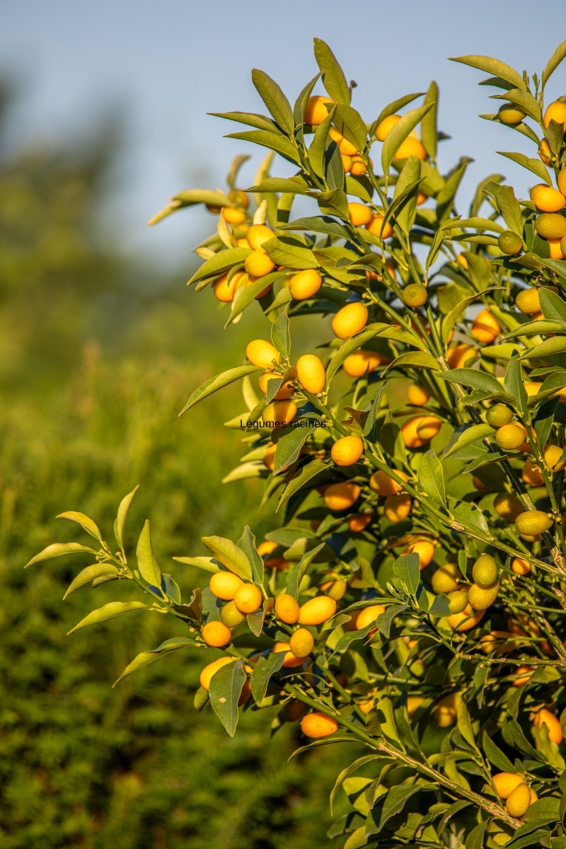 Fotunella margarita « kumquat »