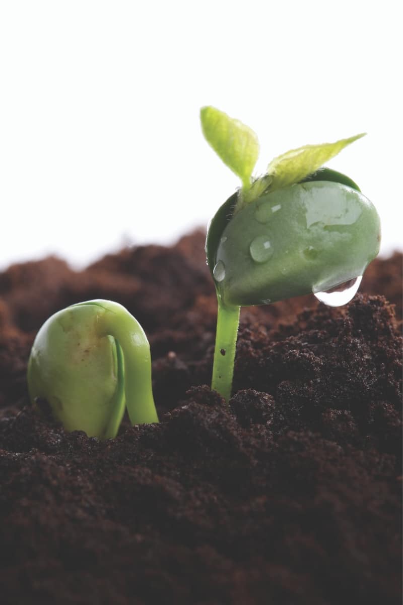 Germination d'une plante