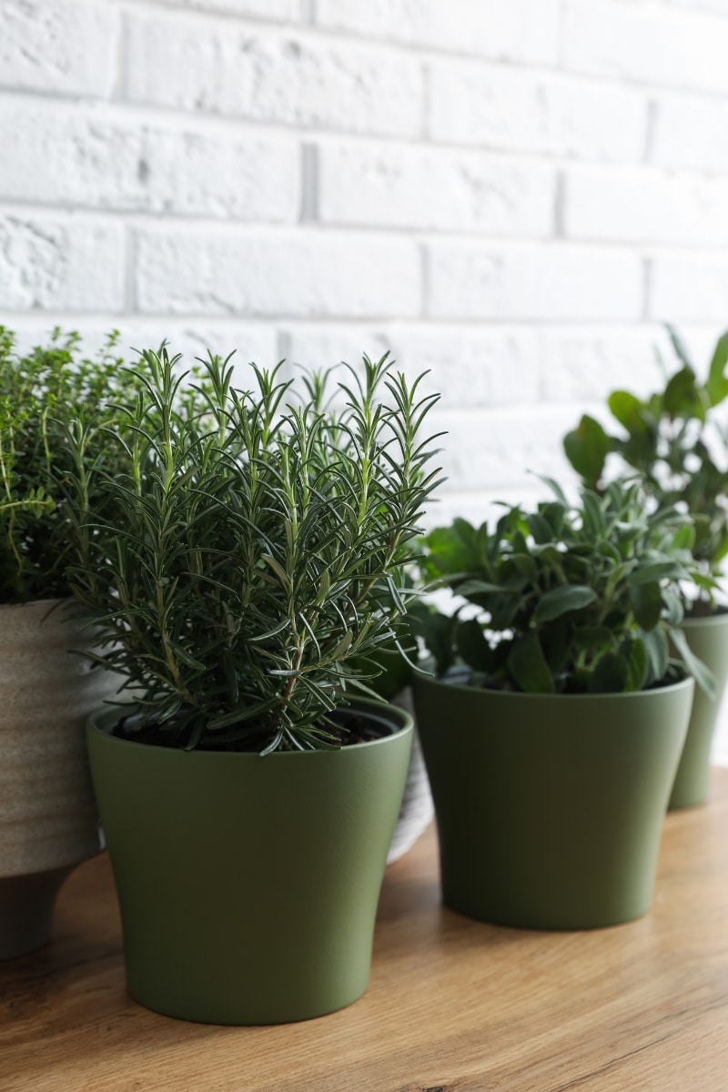 herbes aromatiques en pots