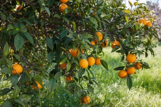 À épingler : Hiverner son oranger : astuces essentielles pour un arbre en bonne santé !
