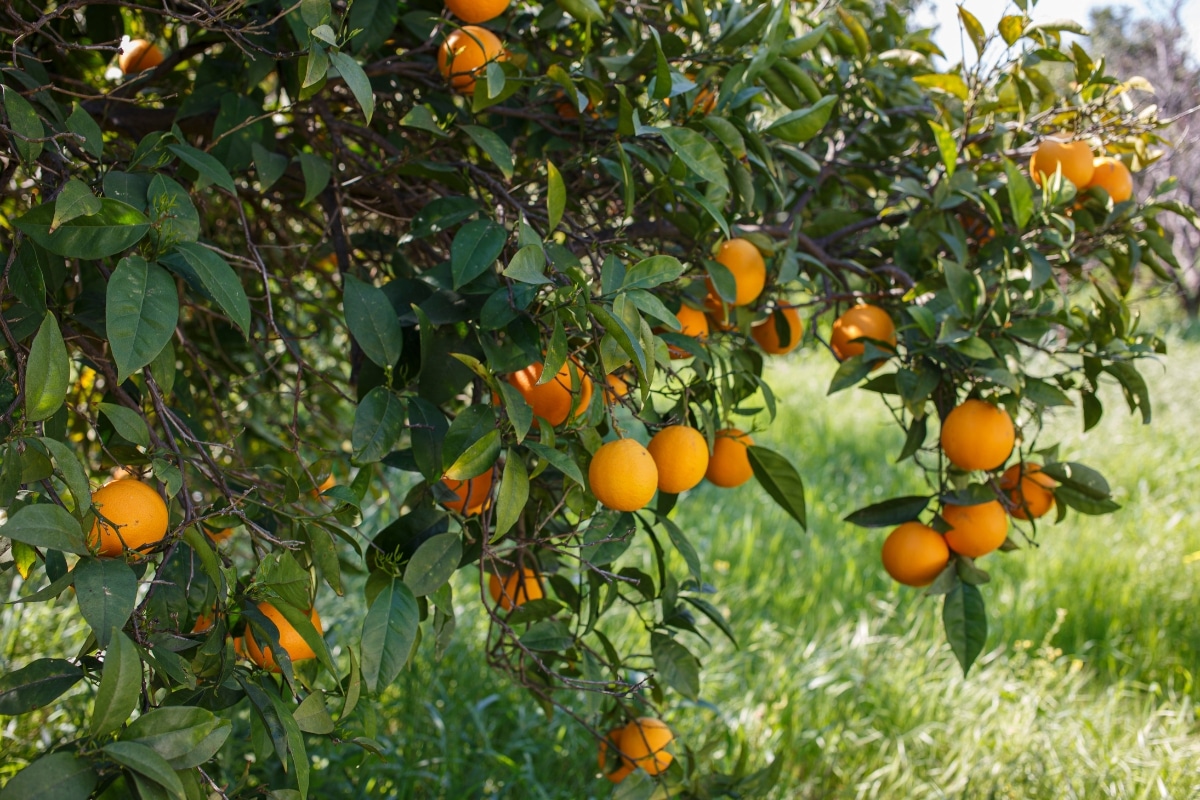 Hiverner son oranger : astuces essentielles pour un arbre en bonne santé !