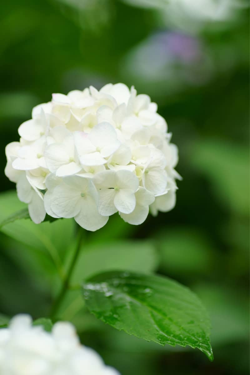 Hortensia blanc