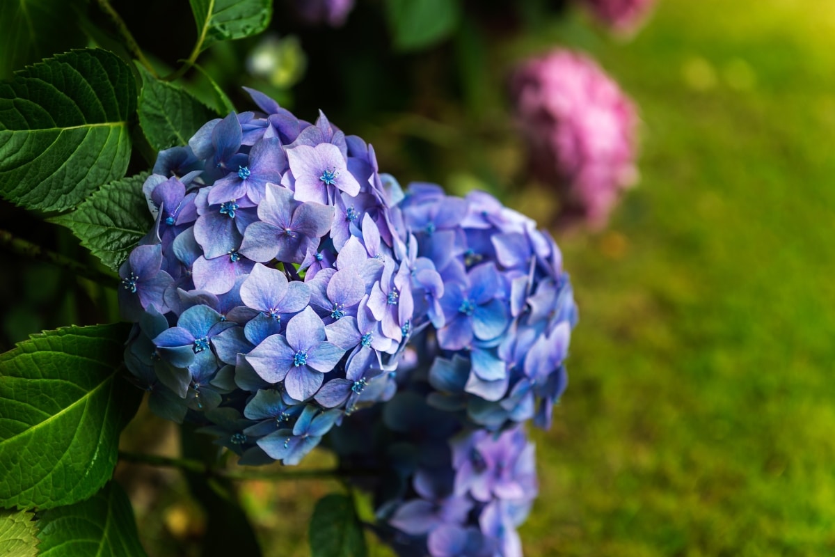 Hortensias en hiver : les erreurs de taille à éviter pour un printemps floraison !