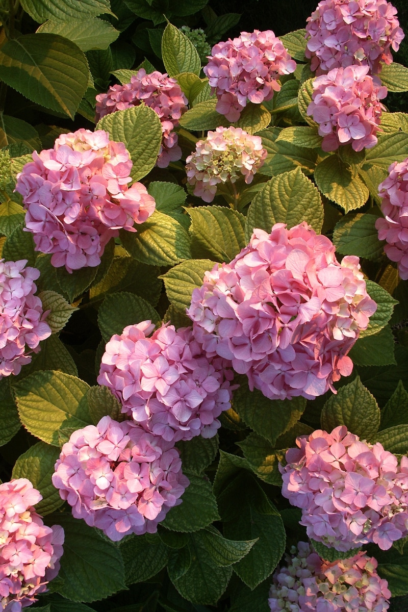 Hortensias roses au jardin