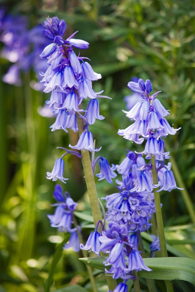 Jacinthe des bois