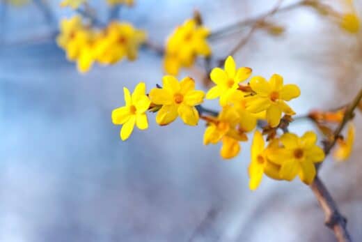 À épingler : Jardin fleuri en hiver ? Les fleurs résistantes au froid à ne pas rater !