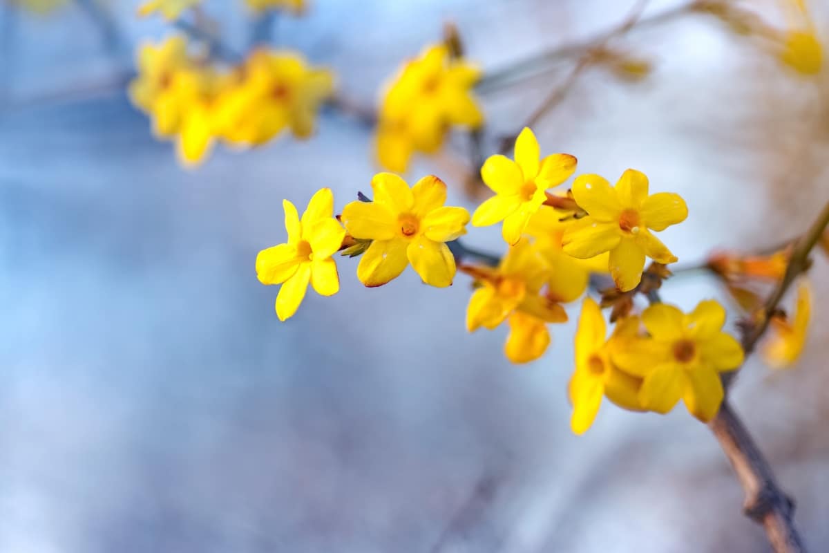 Jardin fleuri en hiver ? Les fleurs résistantes au froid à ne pas rater !