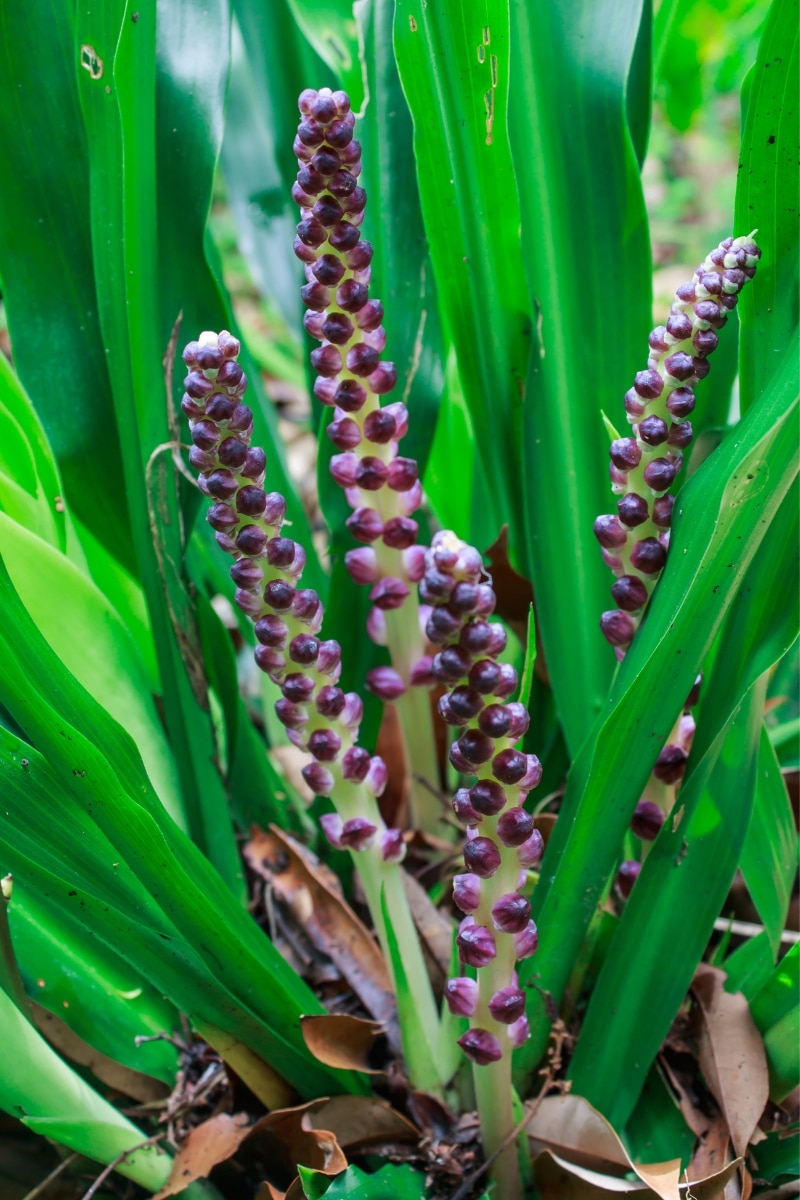 L'aspidistra