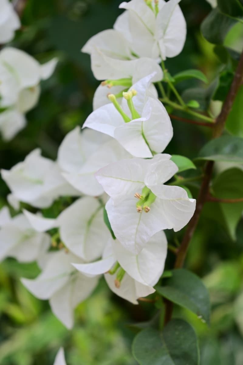 Le Bougainvillier blanc