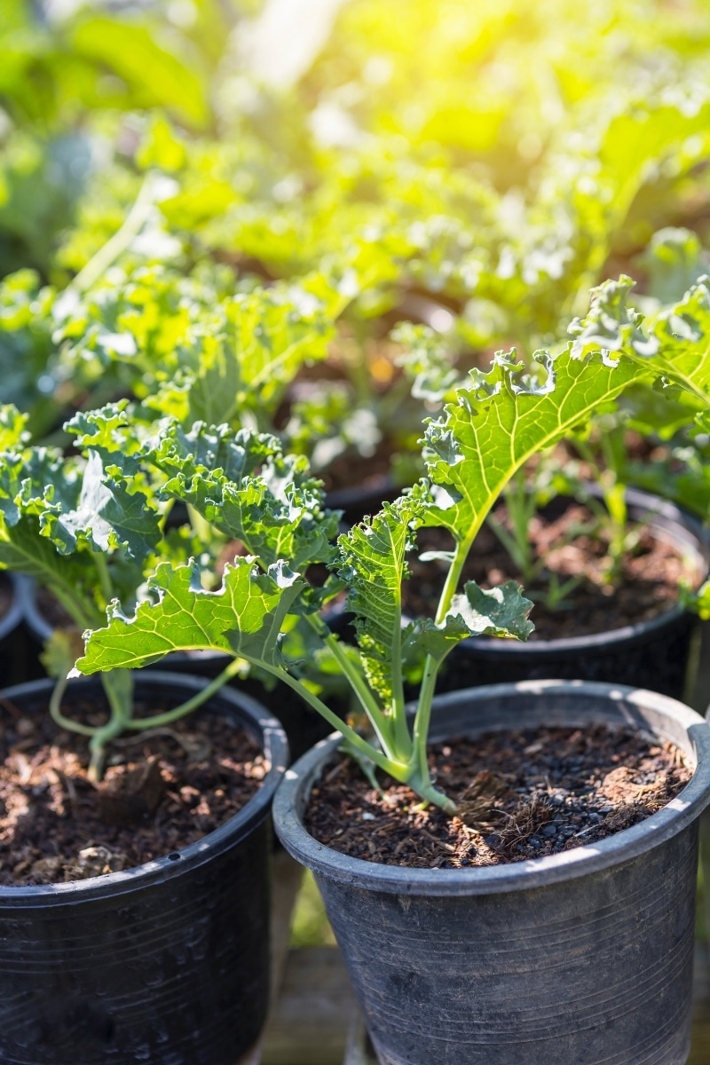 le chou Kale en pot