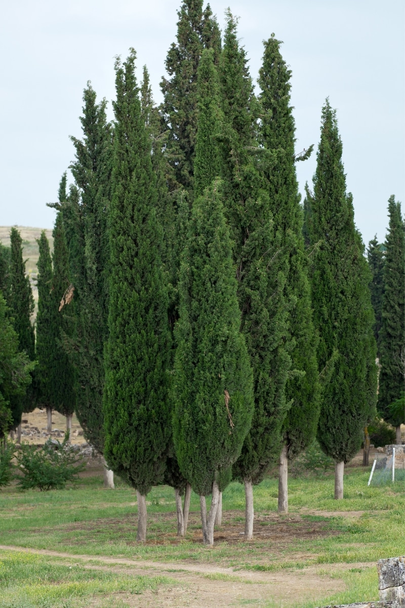 Le cyprès