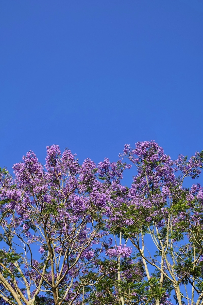 Le flamboyant bleu 