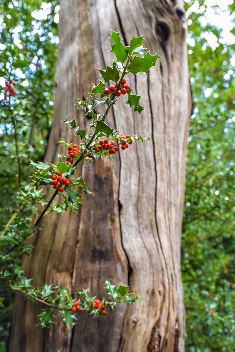 Le houx en forêt