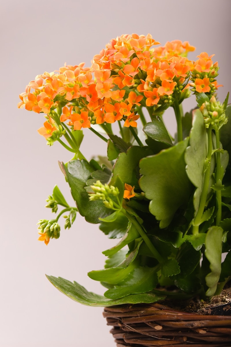 Le kalanchoe