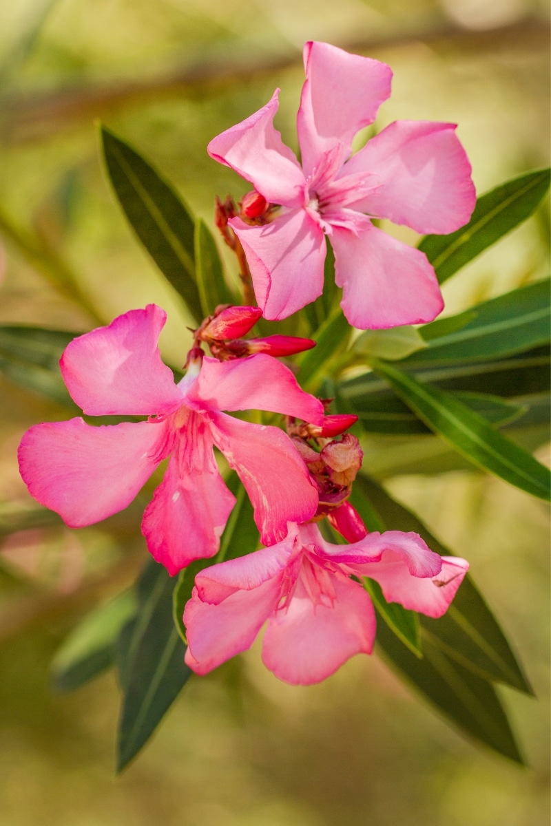 Le laurier rose