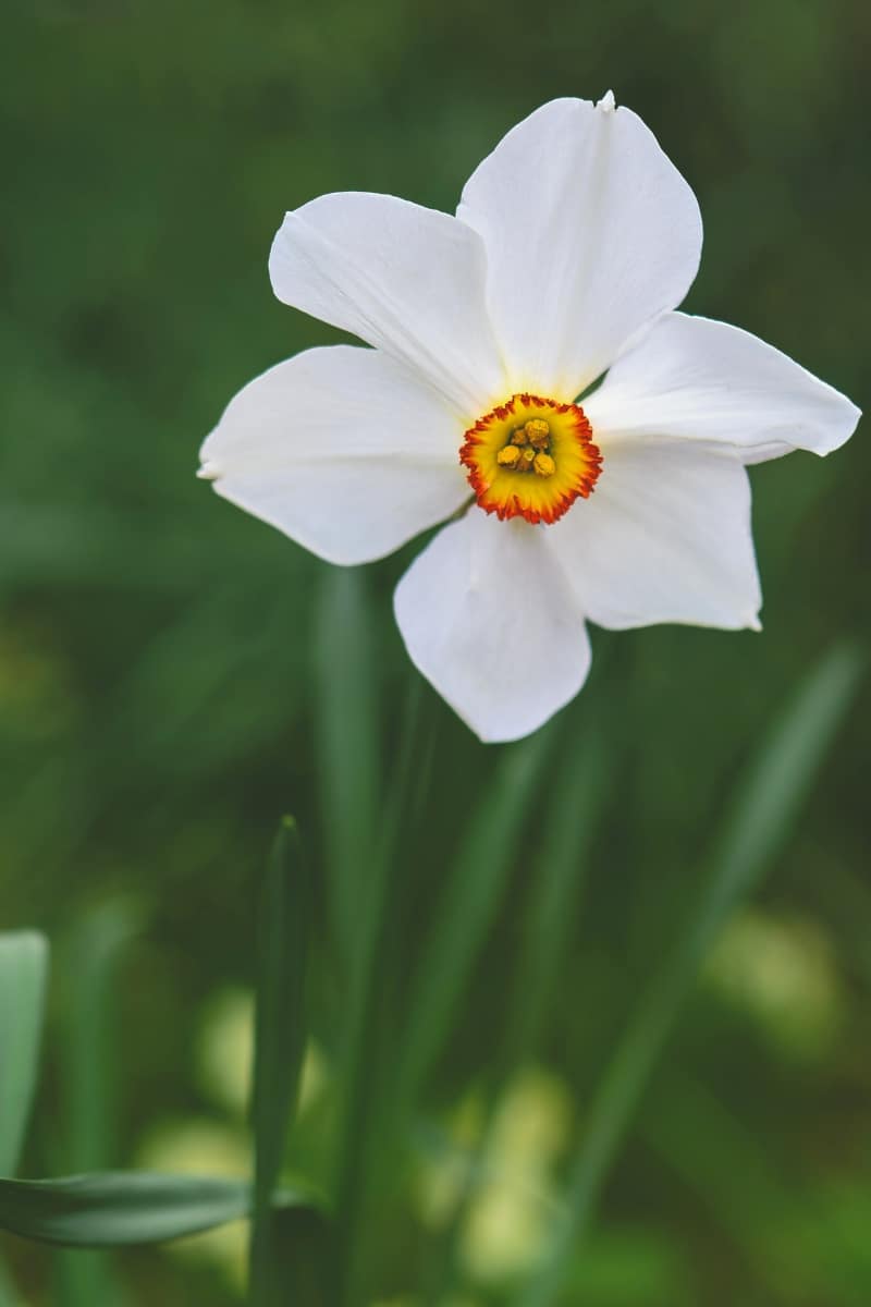 Le narcisse d'intérieur