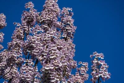 Le Paulownia : un arbre qui change la donne en jardinage et en énergie ?