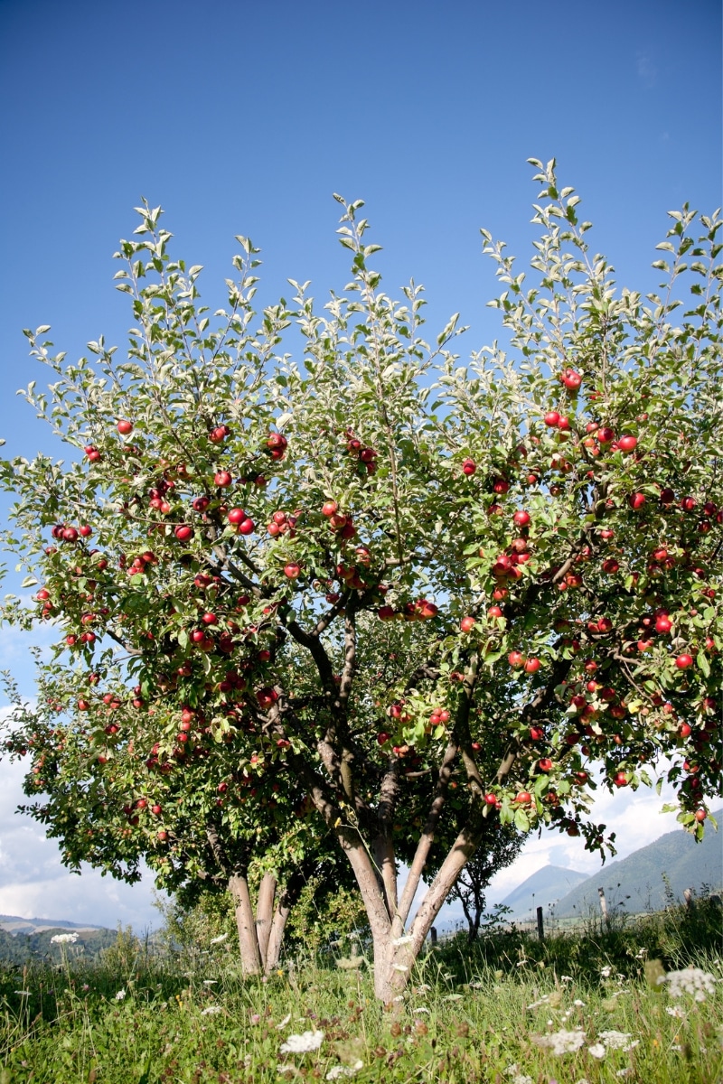 Le pommier