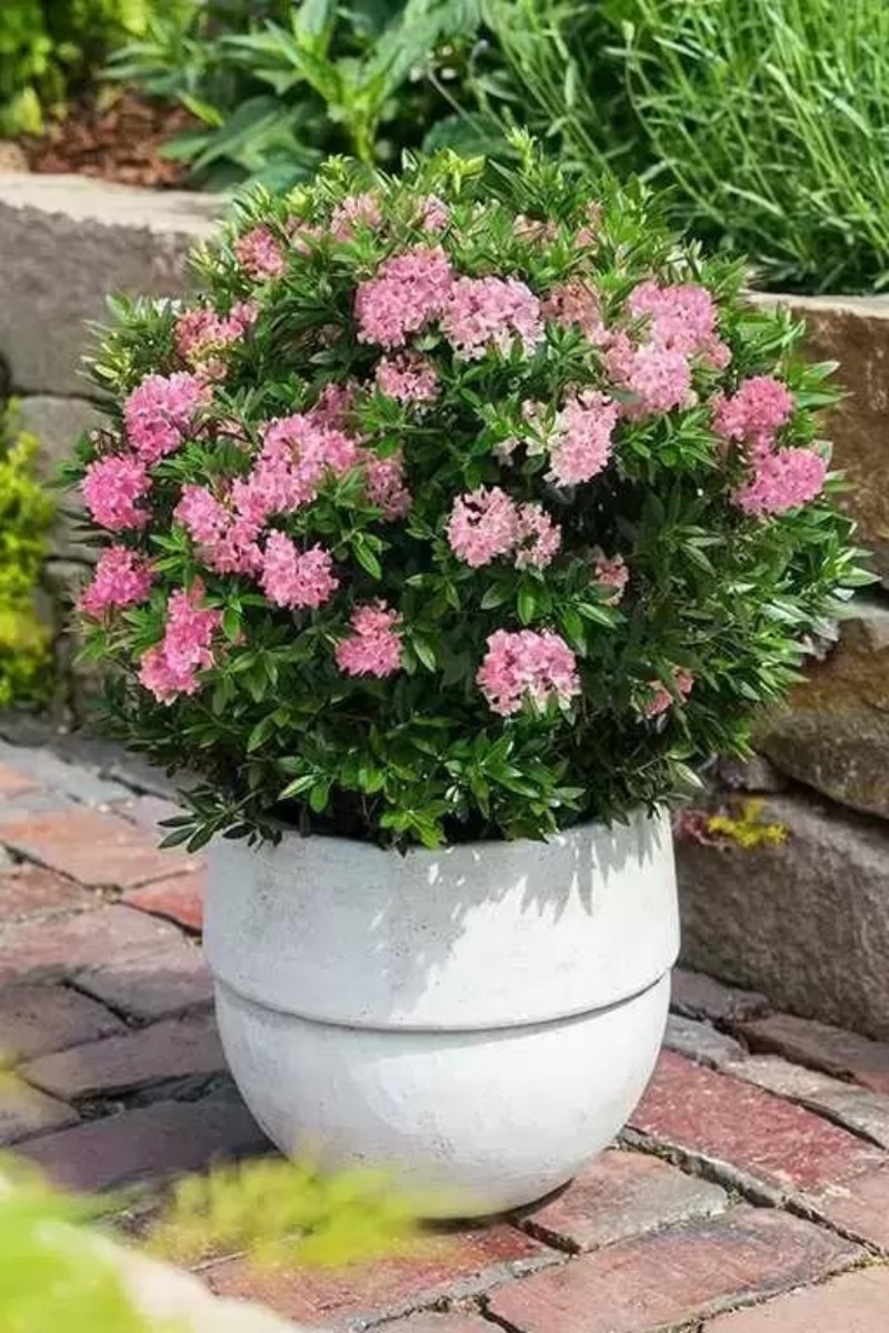 Le Rhododendron Bloombux en pot