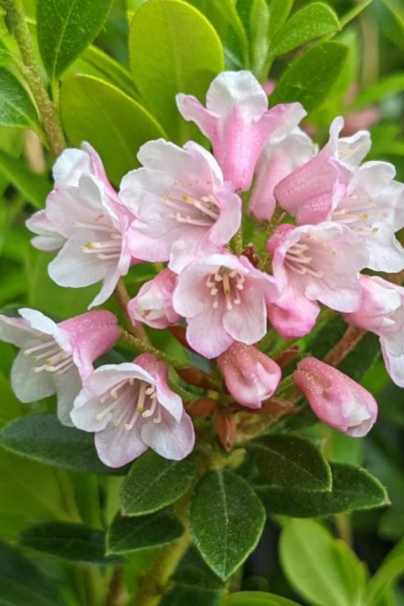 Le Rhododendron Bloombux