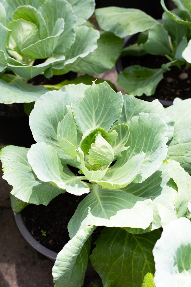 Légumes à feuilles vertes