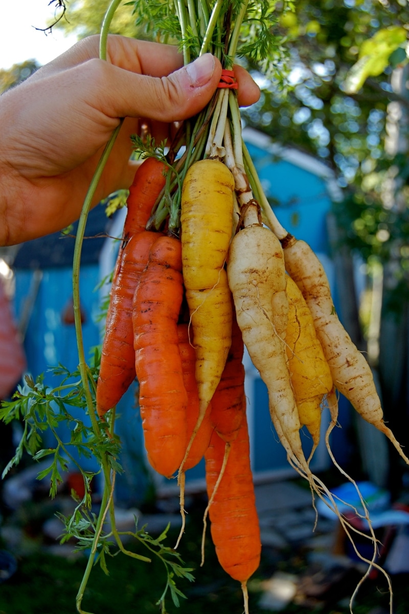 Légumes racines