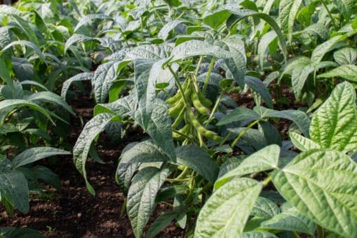 À épingler : Les légumineuses au potager ? La solution méconnue pour booster la fertilité de votre sol !
