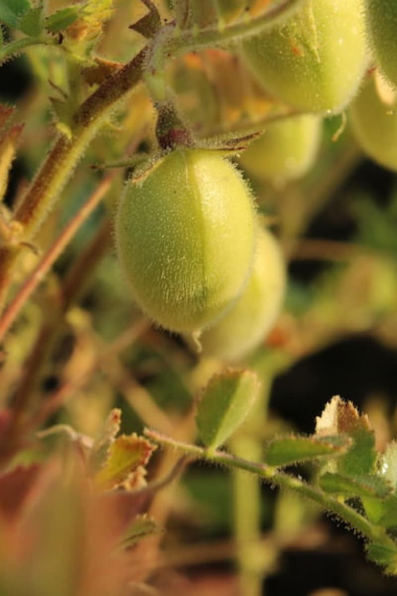 Les légumineuses : Une gousse de pois chiches