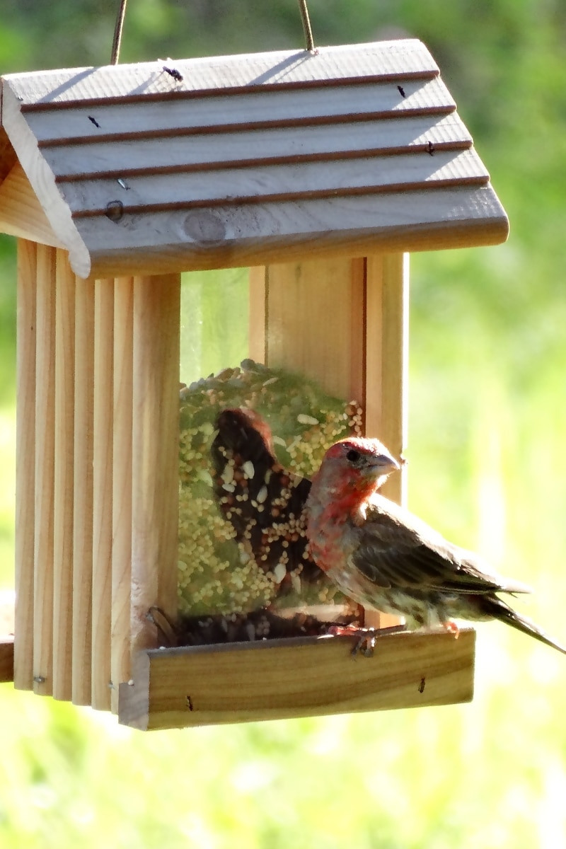 Moineau dans un nichoir