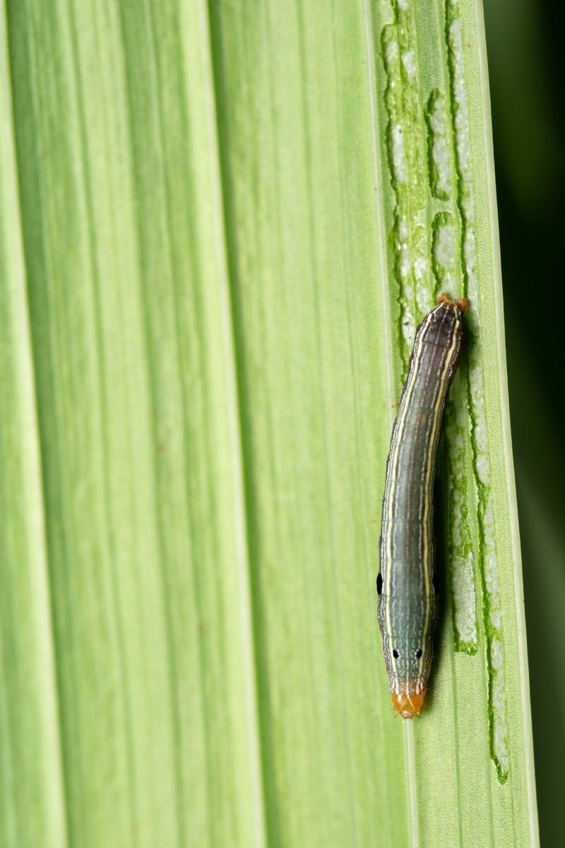 Noctuelle au potager