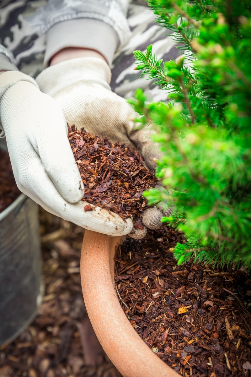 Paillage des plantes pour l'hiver