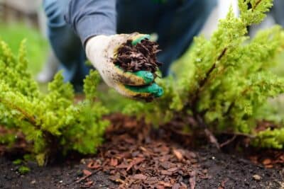 Pelures d'oignon au jardin ? le paillis naturel pour des plantes robustes tout l'hiver !