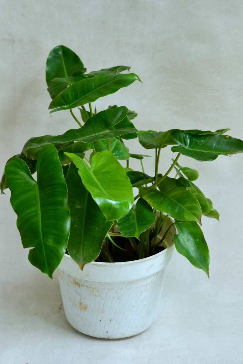 Philodendron