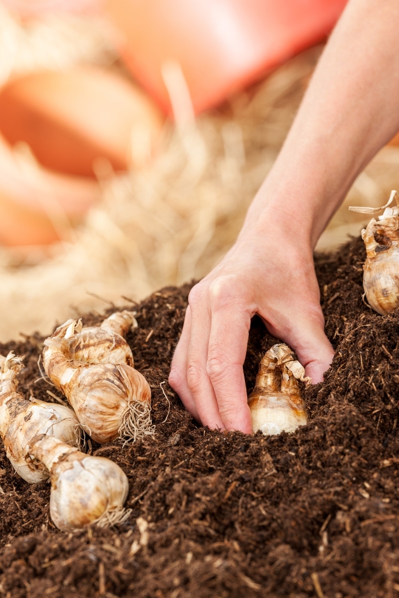 Planter des bulbes