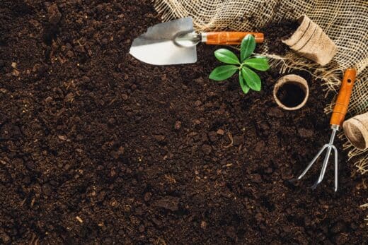 À épingler : Planter en décembre ? Plantes et bulbes résistants au froid à mettre en terre dès maintenant !