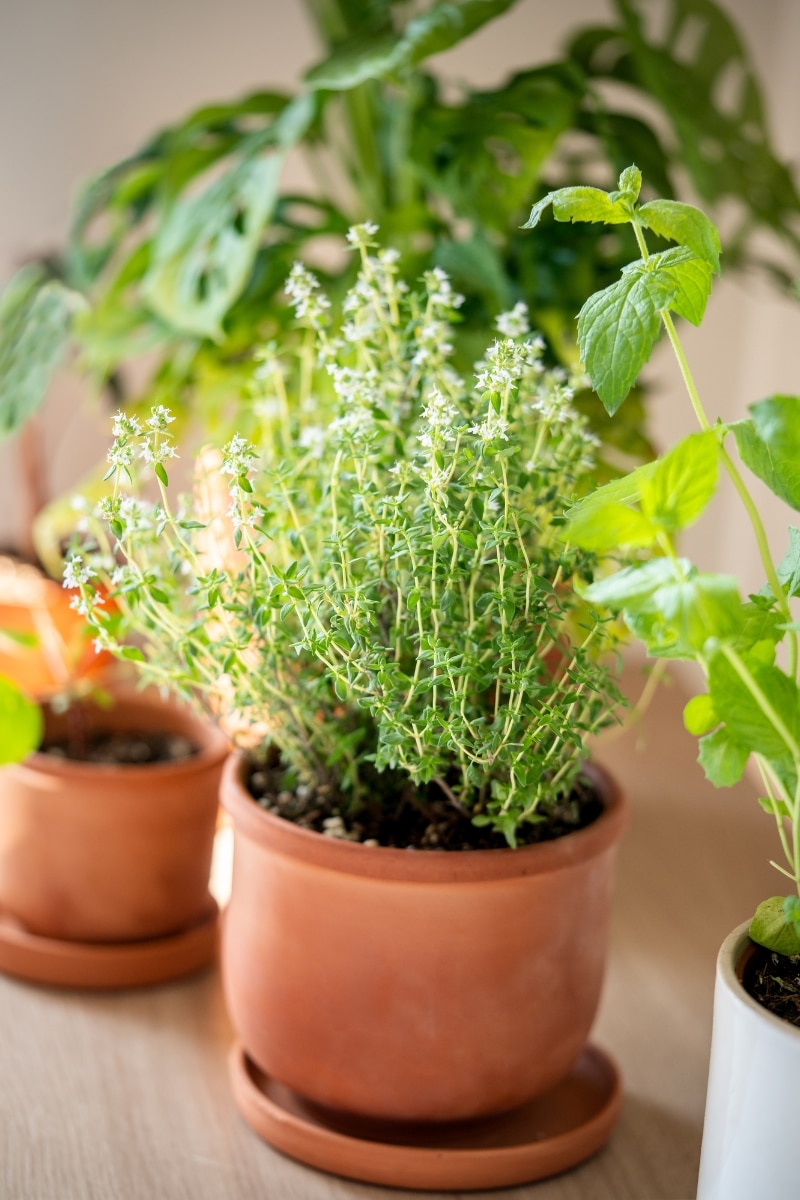 plantes aromatiques en pots