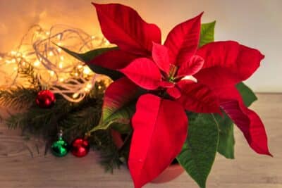 Poinsettia en détresse ? Les secrets pour sauver votre étoile de Noël !