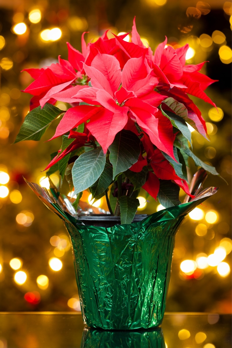 poinsettia