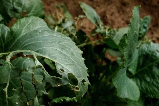 À épingler : Potager en hiver : astuces pour protéger vos récoltes de ces nuisibles redoutables !